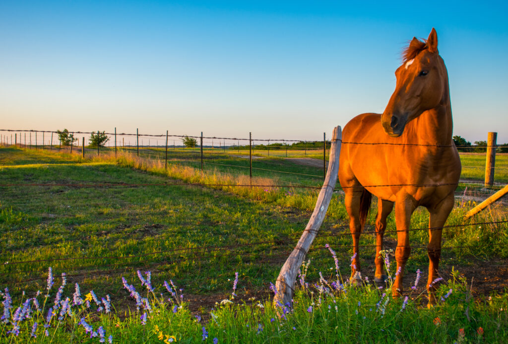 Ranches, Austin, Texas, Texas ranch for sale Austin, True Texas Ranches, land for sale, ranches for sale, texas ranch for sale