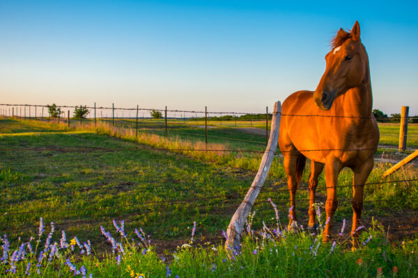 Ranches, Austin, Texas, Texas ranch for sale Austin, True Texas Ranches, land for sale, ranches for sale, texas ranch for sale