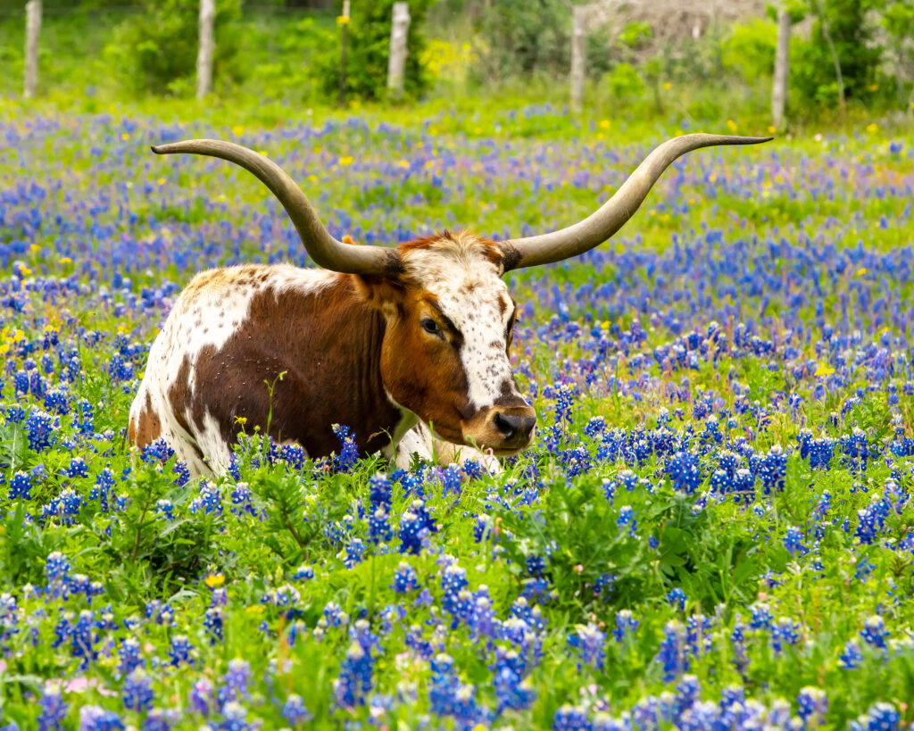 Land For Sale, Austin, Texas, Ranches, Texas ranch sales Near Austin, True Texas Ranches
