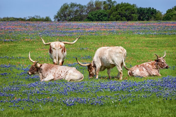 texas,longhorn,cattle,grazing,in,bluebonnet,wildflower,pasture
