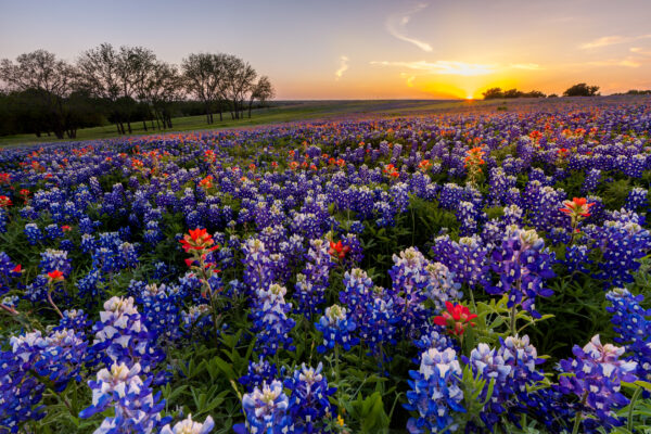 texas,wildflower, ,bluebonnet,and,indian,paintbrush,filed,in,sunset.